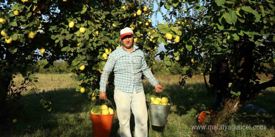 Dünyada rakibi yok: Dalların altın sarısında hasat zamanı