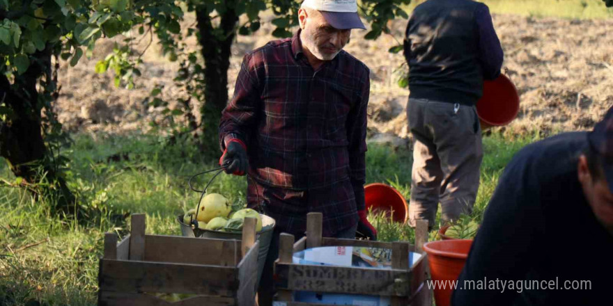 Dünyada rakibi yok: Dalların altın sarısında hasat zamanı