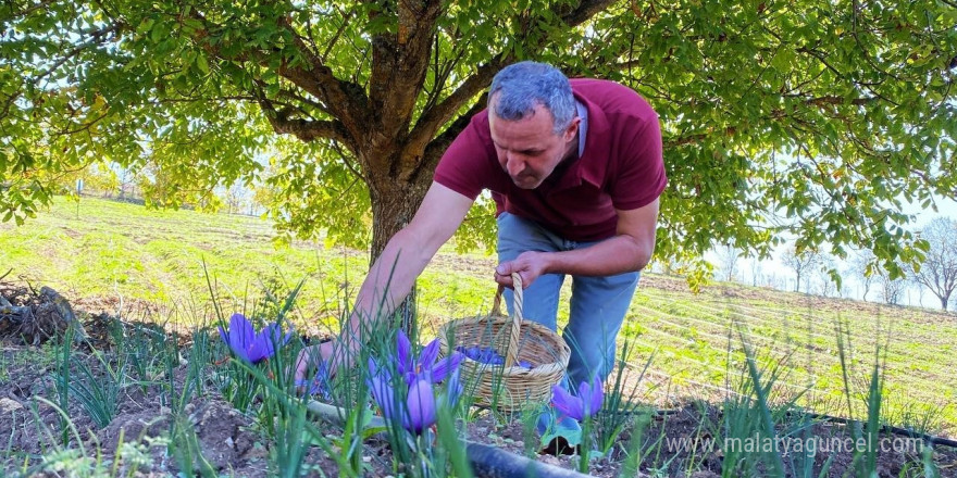 “Dünyanın en pahalı baharatı