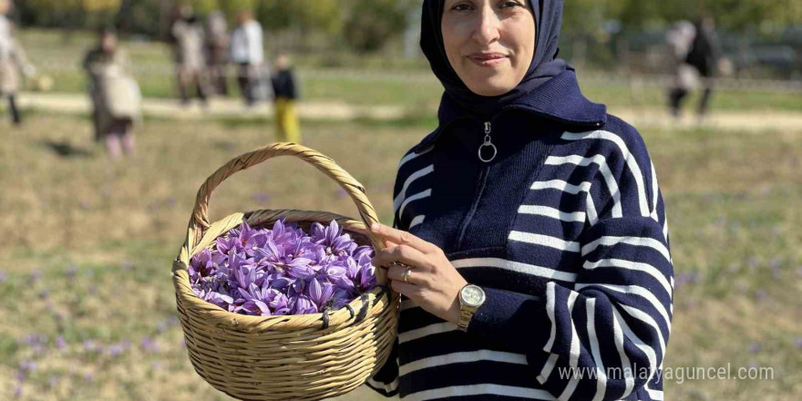 ‘Dünyanın en pahalı baharatı’ safranı hasat etmek için soluğu tarlalarda aldılar