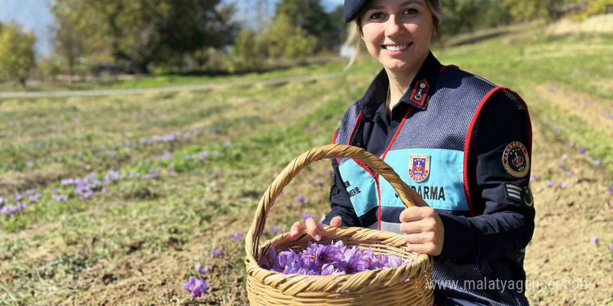 ‘Dünyanın en pahalı baharatı’ safranı hasat etmek için soluğu tarlalarda aldılar