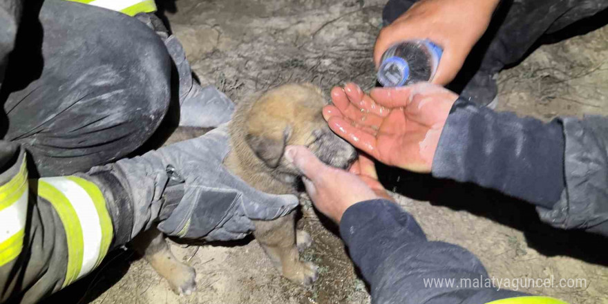 Düştükleri çukurda mahsur kalan iki yavru köpek 3 saat süren çalışma ile kurtarıldı