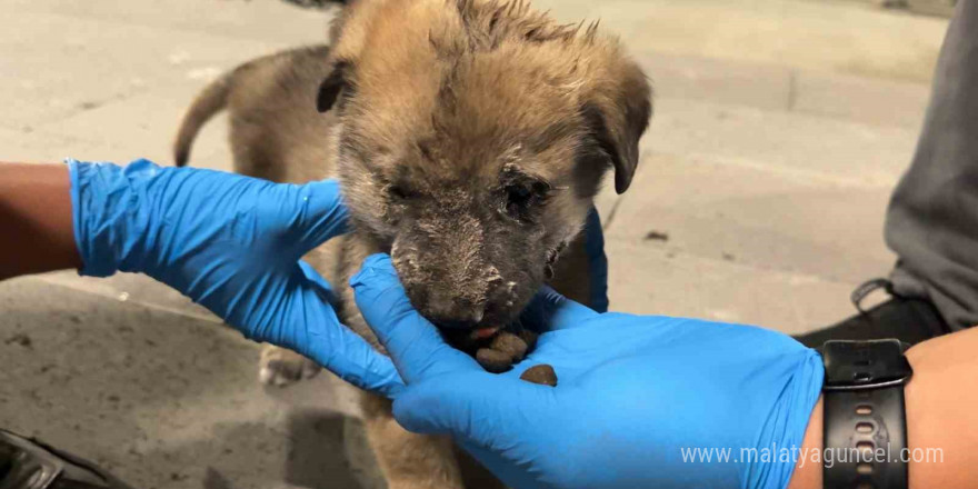 Düştükleri çukurda mahsur kalan iki yavru köpek 3 saat süren çalışma ile kurtarıldı