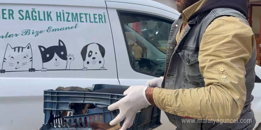 Duyarsız sürücünün çarptığı köpeğe zabıta ekipleri sahip çıktı