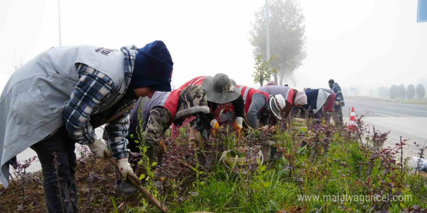 Düzce’de 851 ağaç, 382 bin mevsimlik çiçek dikildi