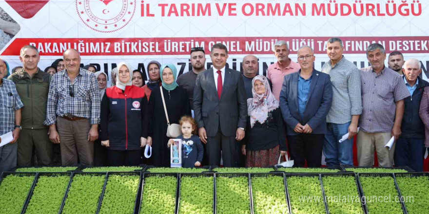 Düzce’de çiftçilere 250 bin marul fidesi dağıtıldı