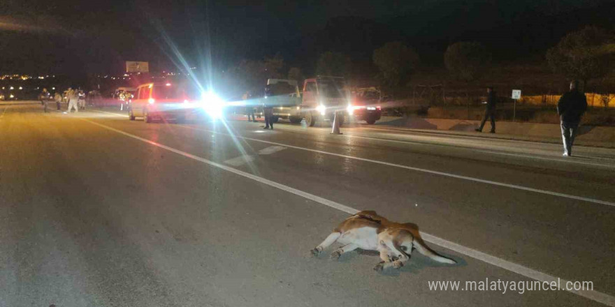 (Düzeltme) Van’da köpeğe çarpmamak için kaza yaptı: 8 kişi yaralandı