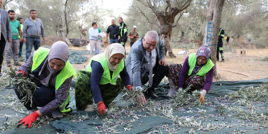 Edremit Belediyesi’nde zeytin hasadı başladı