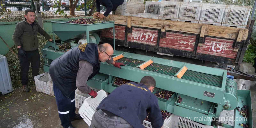 Edremit Körfezi’ndeki zeytin işletmelerinde elek mesaisi başladı