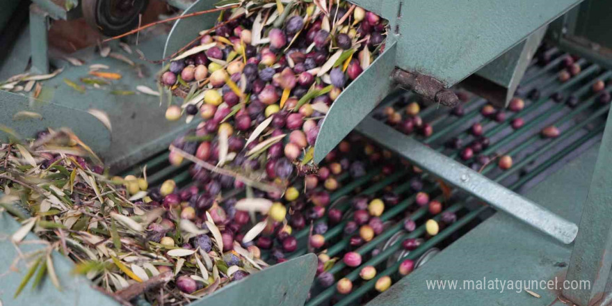 Edremit Körfezi’ndeki zeytin işletmelerinde elek mesaisi başladı