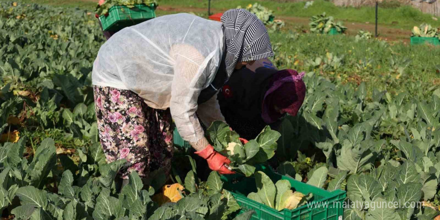 Efeler Belediyesi’nin karnabaharları hasat edildi