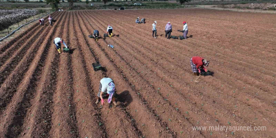 Efeler üretmeye devam ediyor