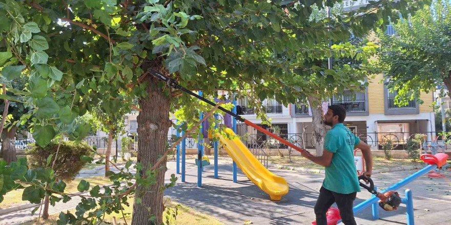 Efeler’de ağaç budama çalışmaları sürüyor