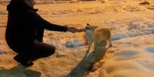 Eksi 18 derece havada yiyecek arayan tilkiyi vatandaş elleriyle besledi