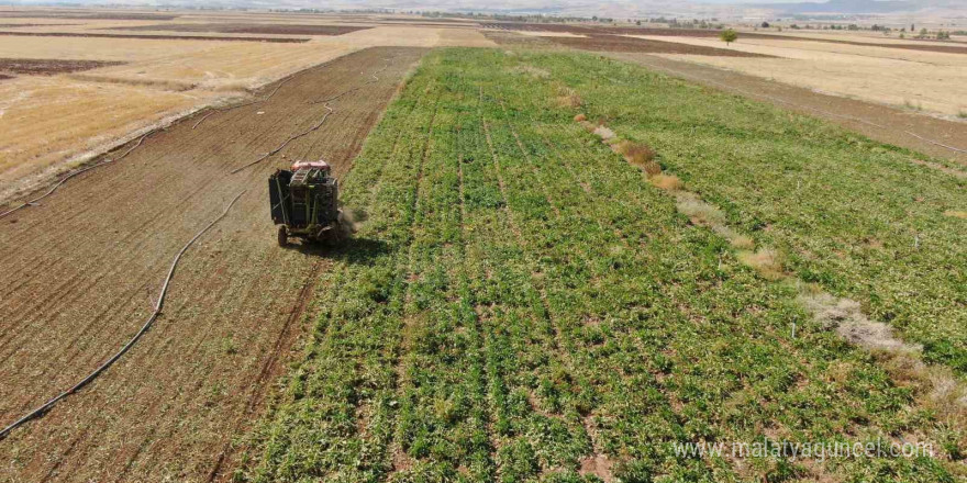 Elazığ’da 37 bin dönüm alanda pancar hasadı başladı