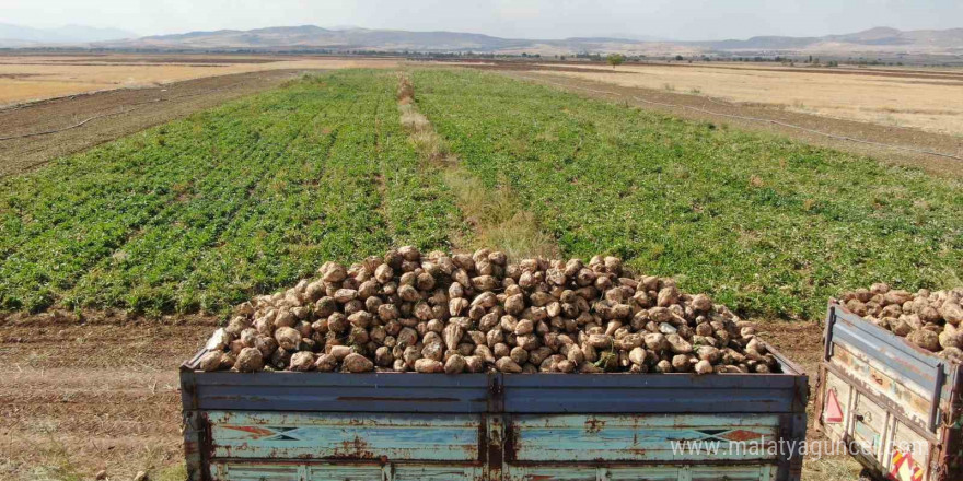 Elazığ’da 37 bin dönüm alanda pancar hasadı başladı