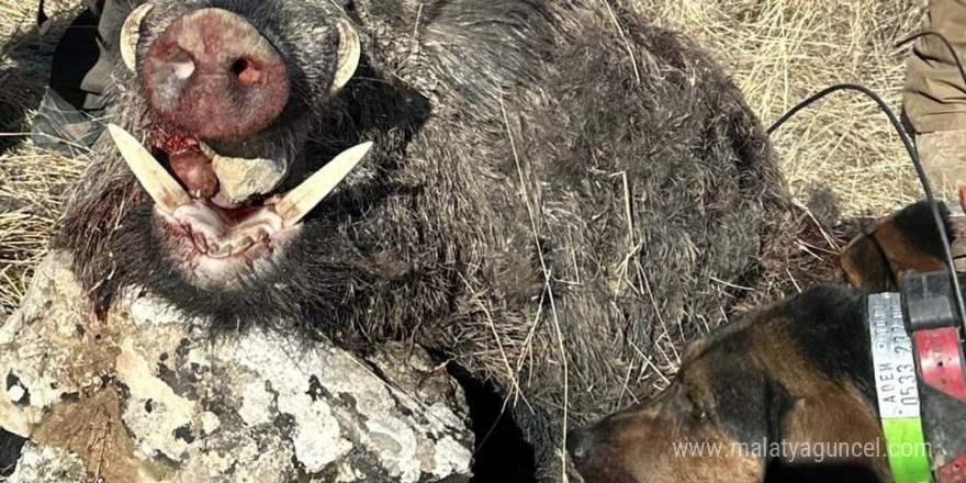 Elazığ’da avcılar 300 kiloluk domuz avladı