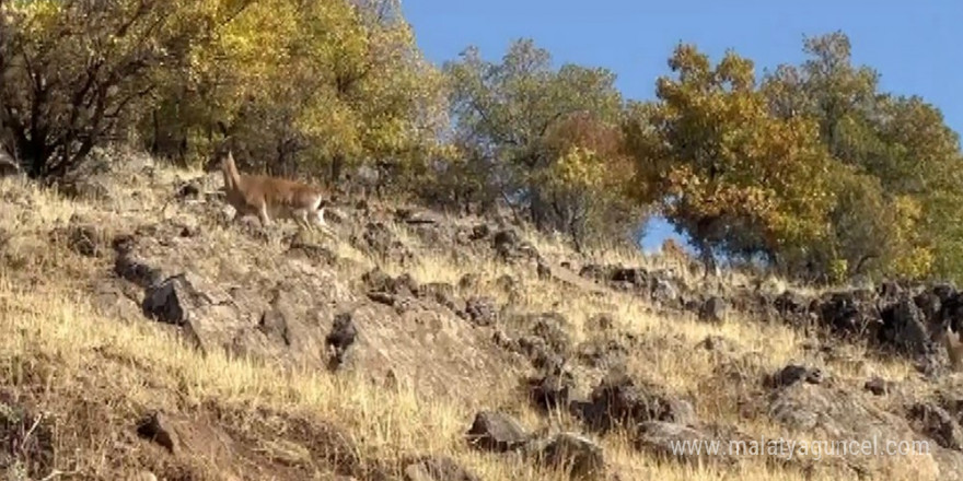 Elazığ’da dağ keçileri görüldü