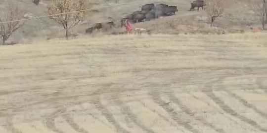 Elazığ’da domuz sürüsü görüldü