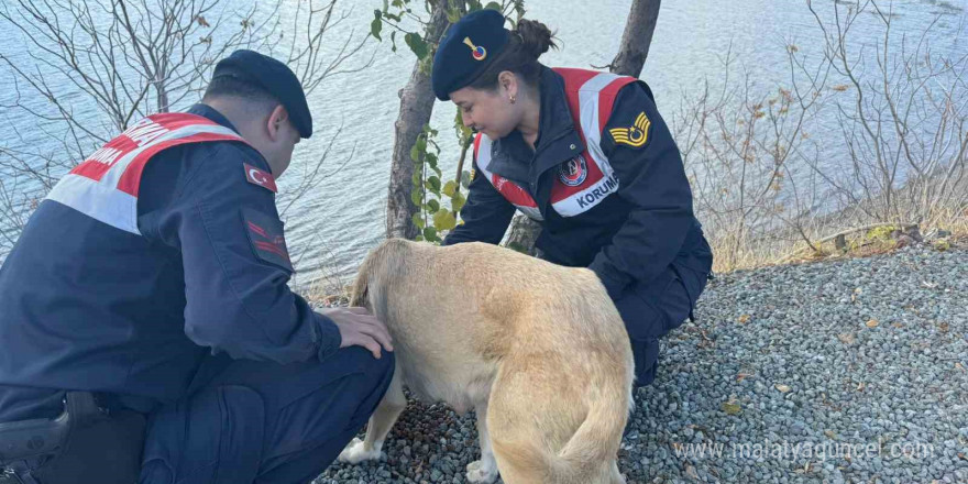 Elazığ’da jandarma ekipleri sokak hayvanlarını unutmadı