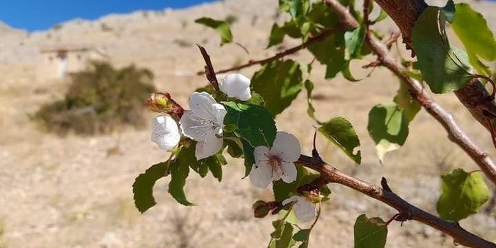 Elazığ’da kayısı ağaçları çiçek açtı