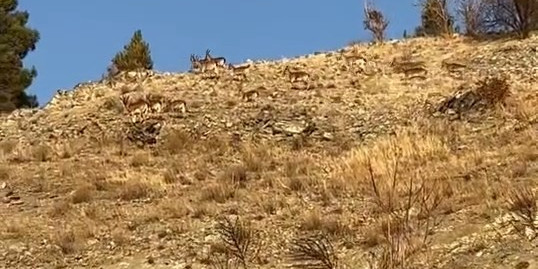 Elazığ’da koruma altındaki dağ keçileri sürü halinde görüldü