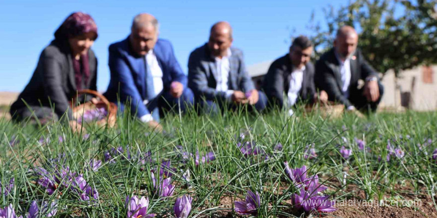 Elazığ’da safran bitkisi hasadı başladı