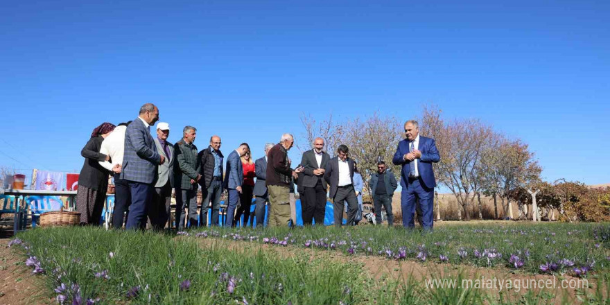 Elazığ’da safran bitkisi hasadı başladı