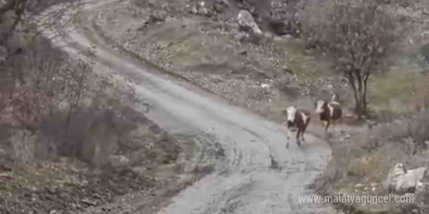 Elazığlı besicinin inekleri ile olan dostluğu gülümsetti: