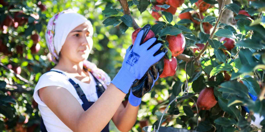 Elma ve elma suyu ihracatı 321 milyon dolara ulaştı