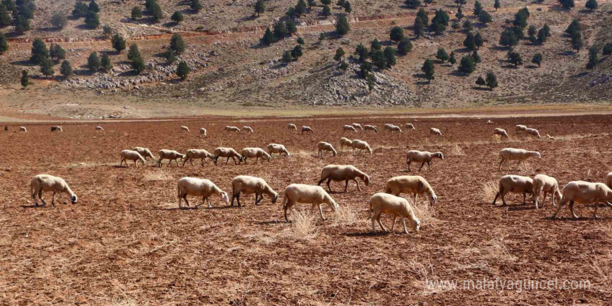 Elmalı’da Çoban Haritası Projesi tamamladı