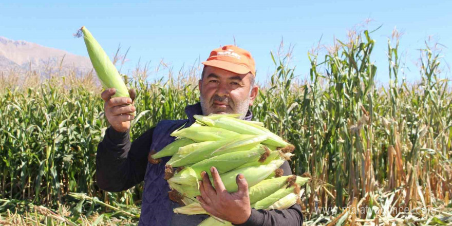 Elmalı’da silajlık mısır hasadı yapıldı