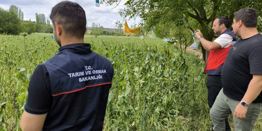 Emet’te doludan etkilenen haşhaş ekili alanlarda hasar tespit çalışmaları