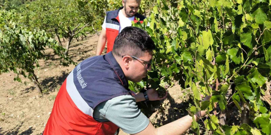 Emet’te üreticiler Antep fıstığı ve üzüm hastalık ve zararlıları konusunda bilgilendirildi