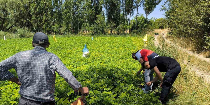 Emet’te üreticiler patates zararlıları ve gübreleme konularında bilgilendirildi