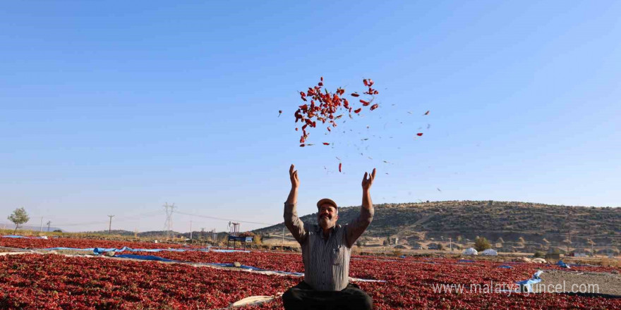 En acı hasat: Maraş biberinde üretim 50 bin ton