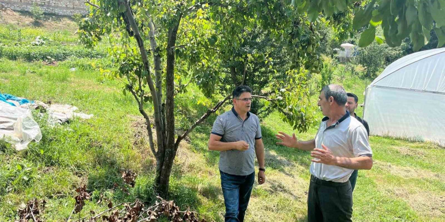 Endemik bir tür olan Kaleardı eriğinde hastalık ve zararlılara karşı kontroller yapıldı