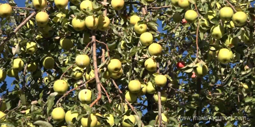 Erciş’te kışlık elma hasadı başladı