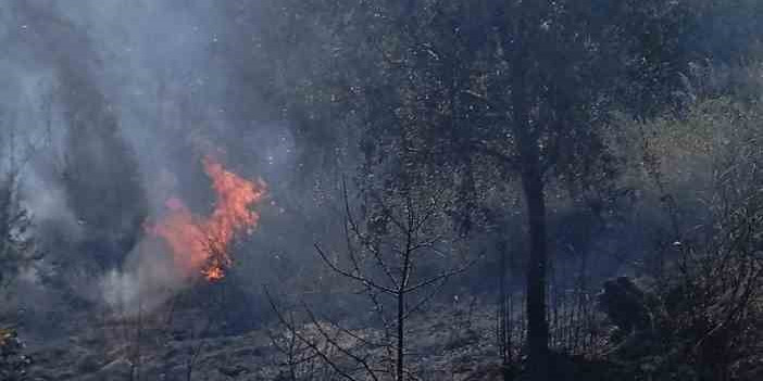 Erdek’te yangın: 10 dönümlük zeytinlik kül oldu