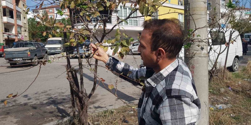 Erik ağacı Kasım’da çiçek açtı