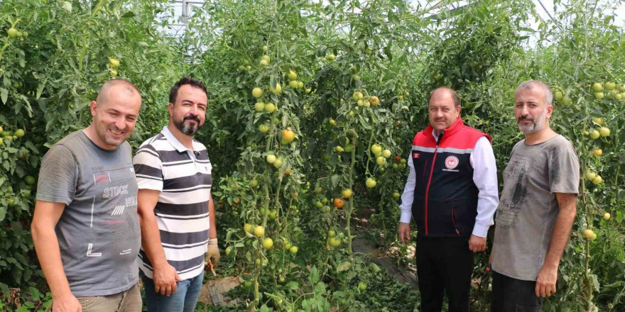 Erzincan, domates ve salatalıkta bölgeyi besliyor