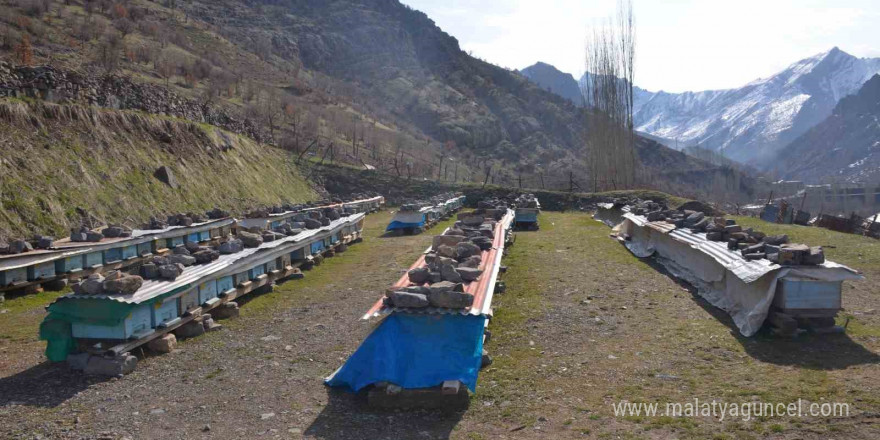 Erzincan’da arıların 'tatlı uykusu' başladı