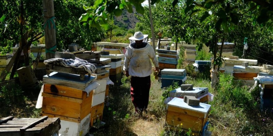 Erzincan’da arıların 'tatlı uykusu' başlıyor