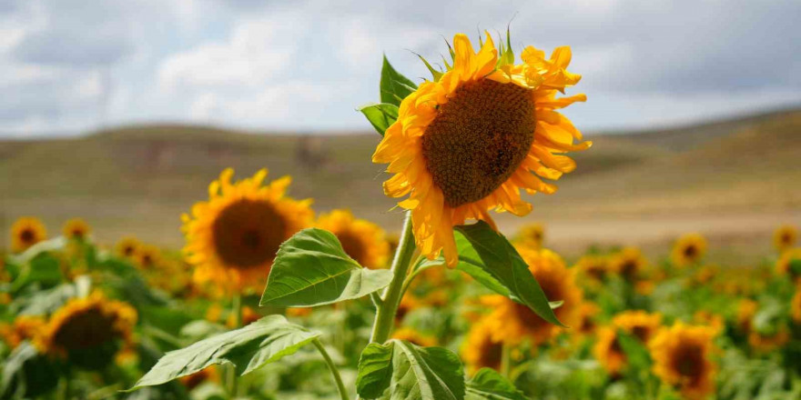 Erzincan’da ayçiçeği tarlaları sarının her tonuyla güneşi kıskandırıyor