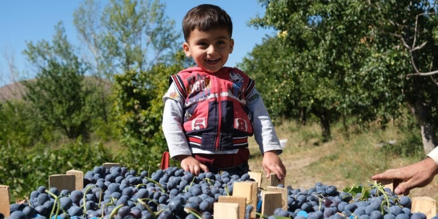 Erzincan’da çarşı ve pazarın en çok satan meyvesinde hasat zamanı