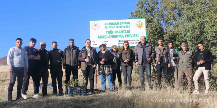 Erzincan’da ilk defa trüf mantarı ormanı oluşturuldu