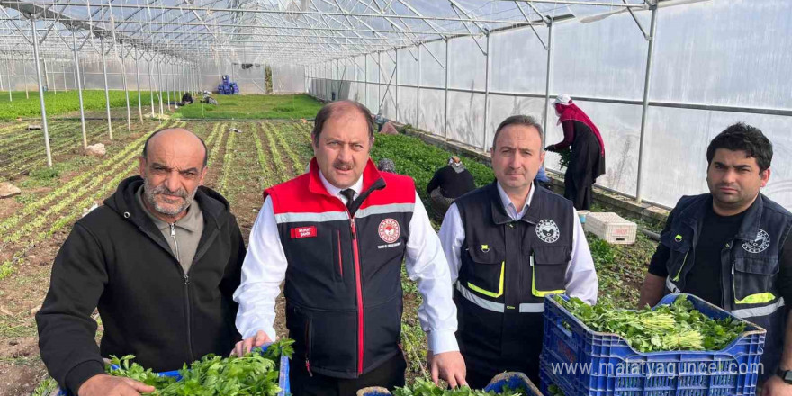 Erzincan’da kışlık sebze hasadı başladı