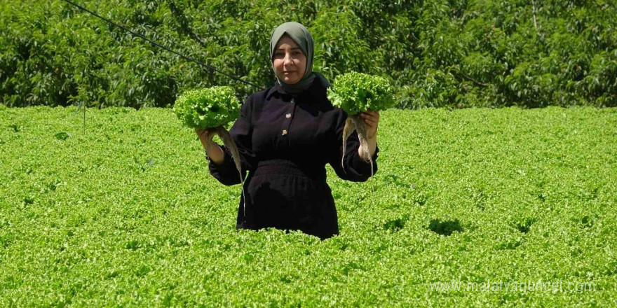 Erzincan’da marul hasadı başladı