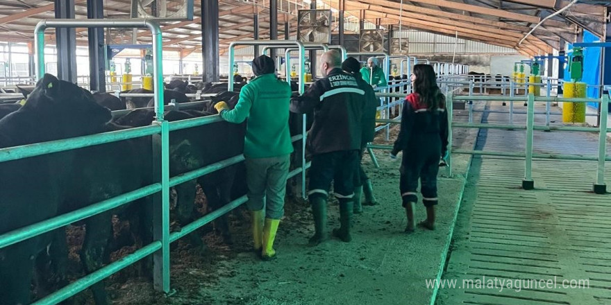 Erzincan’da Şap Aşılama Kampanyası 7 Aralık’a uzatıldı