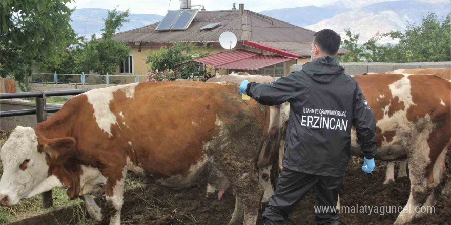 Erzincan’da şap aşılama programı başlatıldı